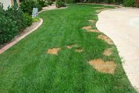brown spots are a sign that you might need a sprinkler repair in Miramar, FL