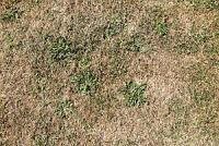 Closeup of lawn that died as the result of poor irrigation