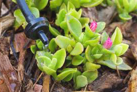 drip system installed by Mirimar FL irirgation contractor waters a succulent