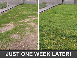 this is how your lawn will look just one week later after we've fixed/repaired the system