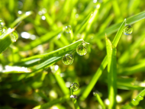 a closeup photo with the grass after our Miramar sprinkler repair pros fixed the system